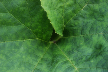 twisted rhubarb leaf