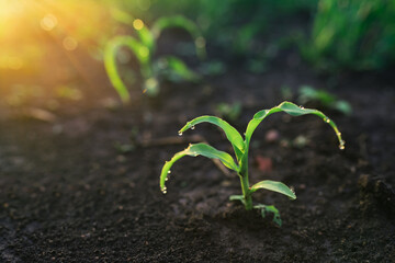 Maize seedling in the agricultural garden with sunset light