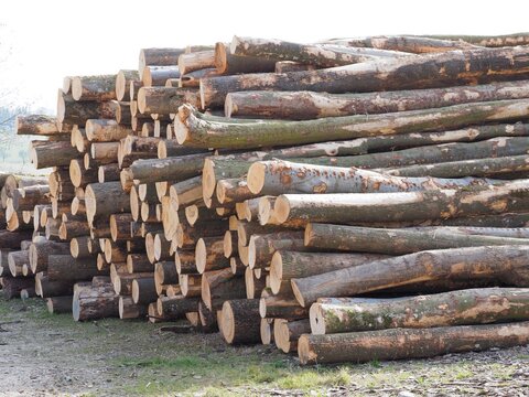 Heizreserve - Baumst&auml;mme lagern gestapelt im Wald	