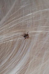 black tick on the white coat of a dog, tick bite to a dog, treatment of a dog after a parasite bite, pet after a bite, a pest on the dog's skin, the causative agent of encephalitis