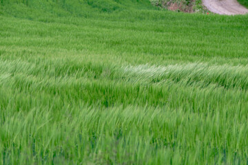 Green grass on green background. Tall green grass. Shallow depth of field of long green grass in a field. Wild meadow green grass