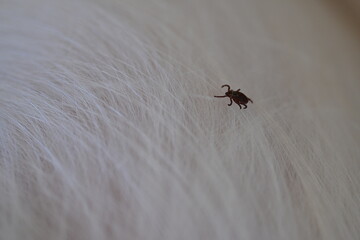 black tick on the white coat of a dog, tick bite to a dog, treatment of a dog after a parasite bite, pet after a bite, a pest on the dog's skin, the causative agent of encephalitis