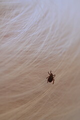 black tick on the white coat of a dog, tick bite to a dog, treatment of a dog after a parasite bite, pet after a bite, a pest on the dog's skin, the causative agent of encephalitis