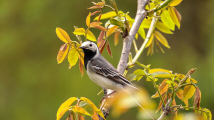 white wagtail