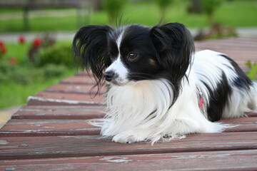 black and white papillon dog, lying dog on a bench close-up, tricolor coloring of the dog, big ears, pet on a walk, black and white papillon lying on a bench, toy continental spaniel on a green found