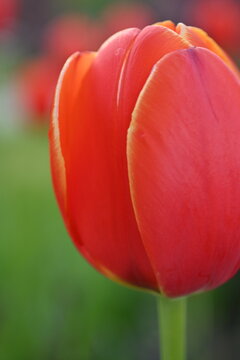 red tulip on a green background, red green background, background in the style of mymalism, banner for printing, bright photos of nature, tulip petals close-up, macro photography of the flower