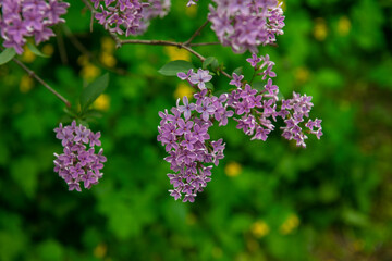 Fototapeta premium Lilac garden trees close up macro flowers, nature spring time with free space text