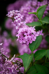 Lilac garden trees close up macro flowers,  nature spring time with free space text