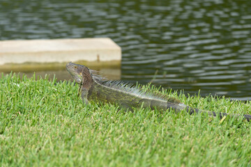 iguana lizard in wildlife. iguana lizard outdoor. photo of iguana lizard. iguana lizard reptile