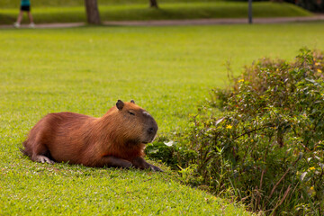 Capivara no Parque Barigui em Curitiba - PR