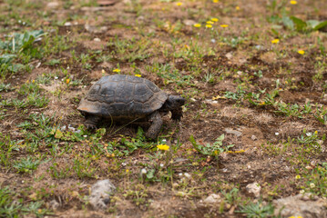 tortoise turtle portrait grass ground slow walking