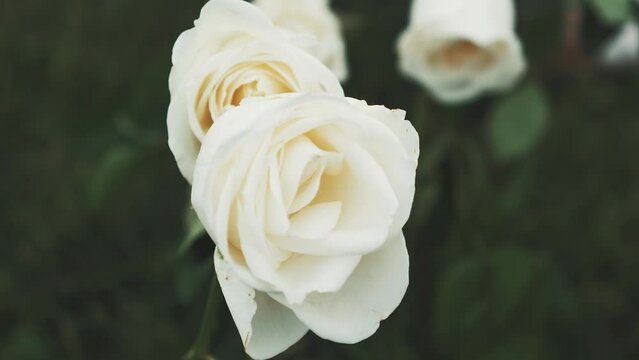 Beautiful white roses blowing in the wind.