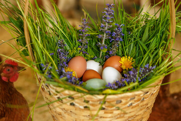 A basket full of grass and fresh eggs in a henhouse surrounded by hens