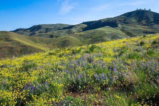 USA, Washington, Wenatchee. Blooms in the spring in the Wenatchee hills.