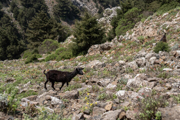 goat wild greece animal animals mountain mountains summer spring zoo black dikeos kos island greek nature fauna