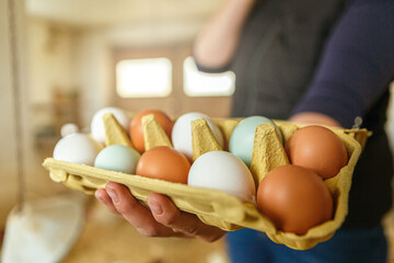 A female farmer shows an egg carton full with fresh eggs into the camera, henhouse background © Annabell Gsödl