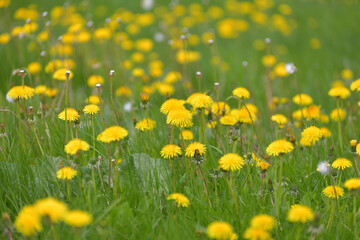 Obraz premium Several beautiful yellow dandelions on the lawn