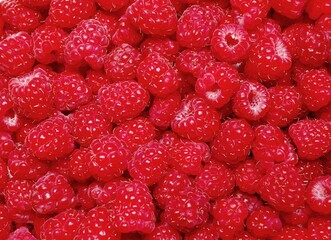 Red Raspberry background