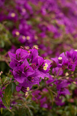 Fototapeta premium beautiful flowers bougainvillea tree kos town island greece Mediterranean travel postcard wallpaper pink red purple magenta 