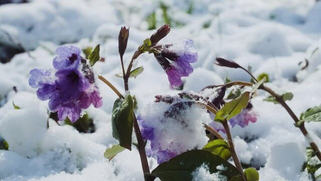 Lungwort flowers covered with snow and ice close up. Springtime wild flowers in european forest. Pulmonaria officinalis known as lungwort, common lungwort, Mary's tears or Our Lady's milk drops.