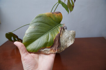 Demonstration of the diseased monstera leaf. Indoor plants diseases. High quality photo