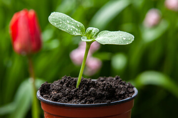 A pot with a sunflower sprouts in the garden.