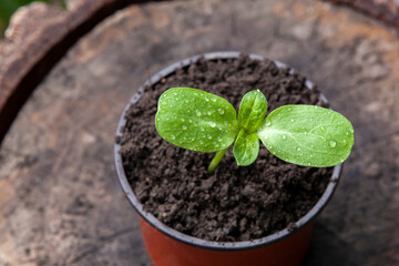 Pot with sunflower sprout on a stump. Top view.