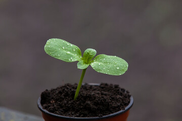 A pot with a sunflower sprout on a stump. Close-up.