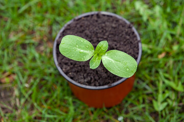 A pot with a sunflower sprout on the grass.
