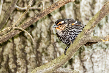 small bird on a branch