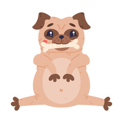 Funny Pug Dog Character with Wrinkly Face Sitting with Bone in Mouth Vector Illustration
