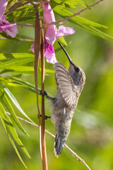 Female Black-chinned Hummingbird