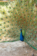Obraz premium beautiful peacock portrait bird big proud feather blue green shiny shine elegant greece plaka forest wild wildlife fauna europe woods male mating season tail dancing dance courtship display wallpaper
