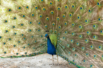 Obraz premium beautiful peacock portrait bird big proud feather blue green shiny shine elegant greece plaka forest wild wildlife fauna europe woods male mating season tail dancing dance courtship display wallpaper
