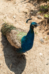beautiful peacock portrait bird big proud feather blue green shiny shine elegant greece plaka forest wild wildlife fauna europe woods male mating season tail dancing dance courtship display wallpaper