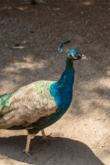 Obraz premium beautiful peacock portrait bird big proud feather blue green shiny shine elegant greece plaka forest wild wildlife fauna europe woods male mating season tail dancing dance courtship display wallpaper