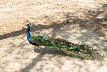 beautiful peacock portrait bird big proud feather blue green shiny shine elegant greece plaka forest wild wildlife fauna europe woods male mating season tail dancing dance courtship display wallpaper