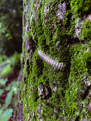 millipede over moss on a tree close up