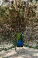 Obraz premium beautiful peacock portrait bird big proud feather blue green shiny shine elegant greece plaka forest wild wildlife fauna europe woods male mating season tail dancing dance courtship display wallpaper