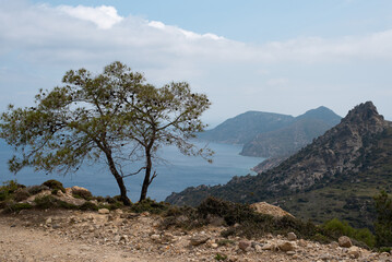 pine tree in the mountains cliffs sea ocean kefalos kos island greece greek holidays postcard vacation wallpaper background travel hike