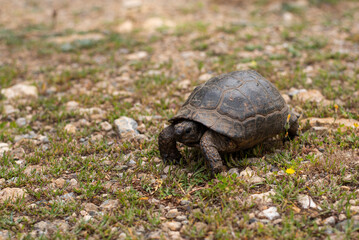 turtle tortoise on a rocky path in the mountains greece kos island dikeos mountain wildlife