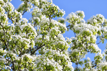 Abundantly flowering pear tree against the sky