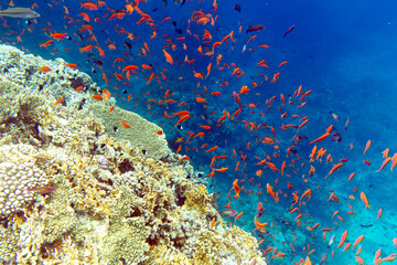 Naklejka na ściany i meble View of colorful corals and fishes