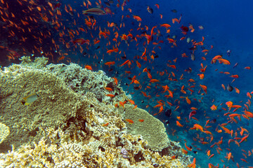 Fototapeta na wymiar View of colorful corals and fishes