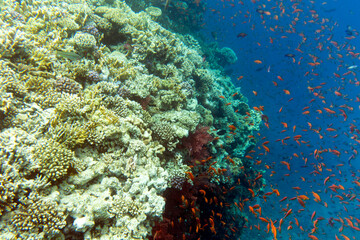 Fototapeta na wymiar View of colorful corals and fishes