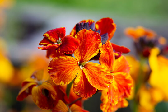 Amazing colored spring flowers of Erysimum cheiri (Cheiranthus) also known as the Wallflower