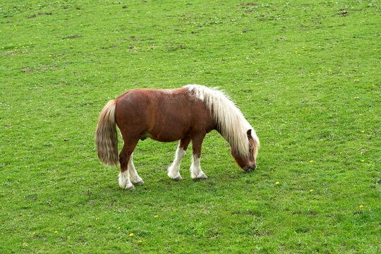 Small horse on green field.