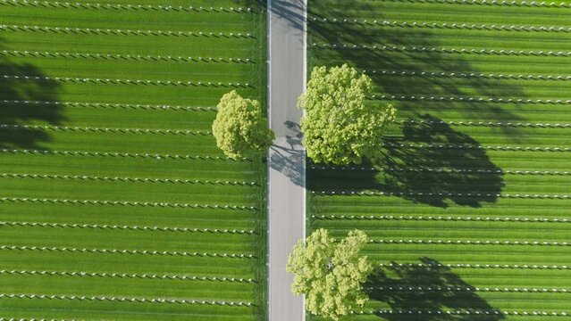 Aerial Los Angeles National Cemetery California USA. Drone flying above scenic green field with straight rows white grave plates on summer day. National cemetery where buried all members armed forces