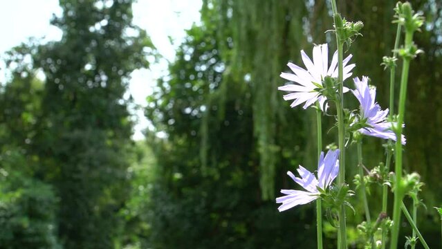 chicory. Flowering chicory, common chicory Cichorium intybus. Nectar and pollen of honey plants. Coffee substitute. It is used in the production of confectionery products, appetizing drinks
