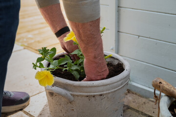 A yellow flower being planted by the hands of a senior man who is bending down to a small pot on...